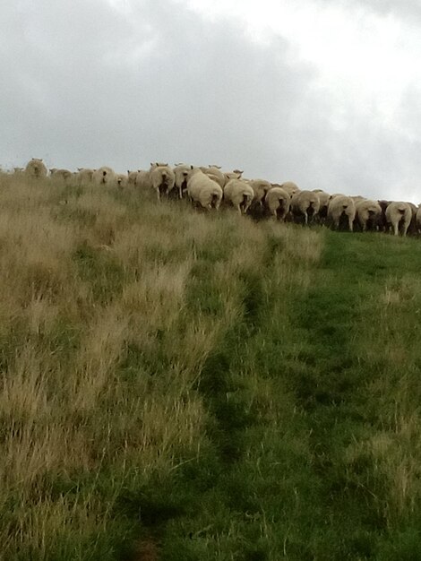 Sheep on field against sky