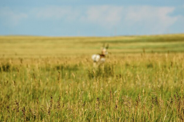 Photo sheep on field against sky