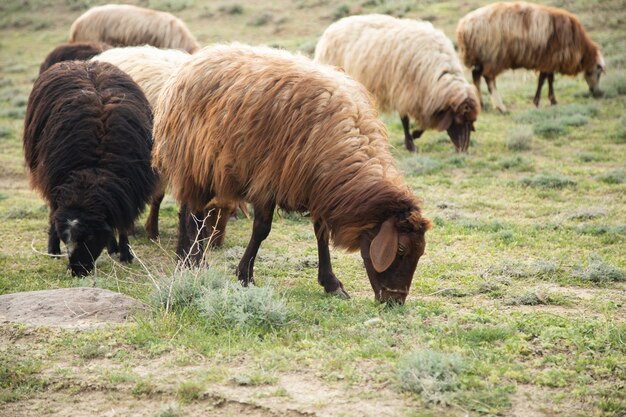 Sheep in the field eat grass