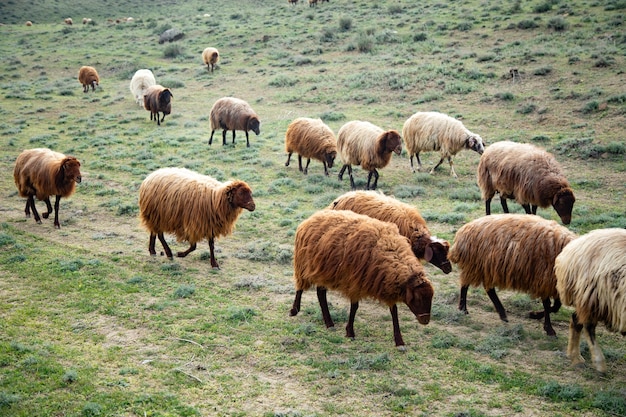 Sheep in the field eat grass