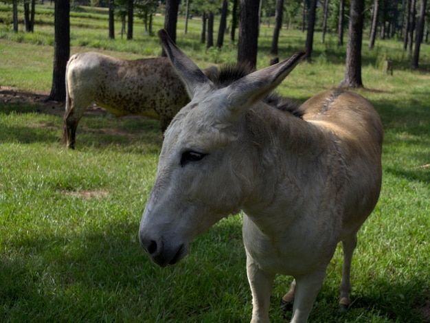 Photo sheep on field in forest