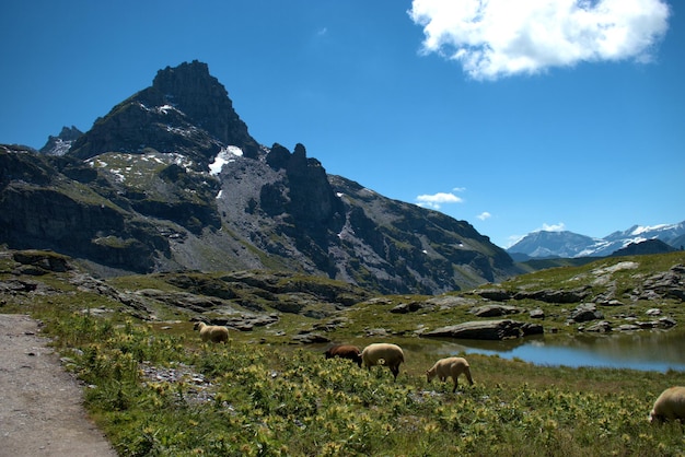 Sheep in a field with mountain range in background