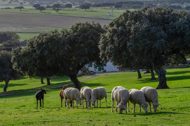 Pecore in un campo di querce