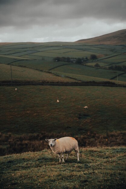 Photo sheep in a field