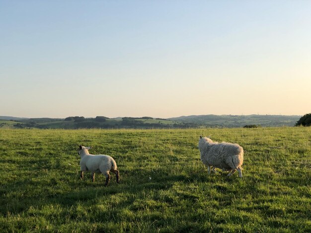 Sheep in a field