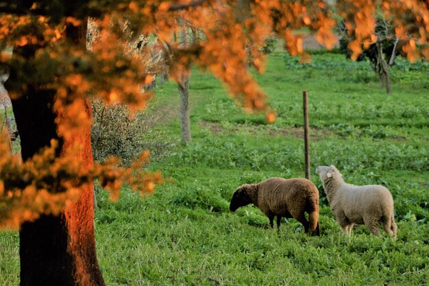 Foto pecore in un campo