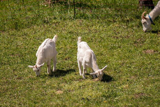 Sheep in a field