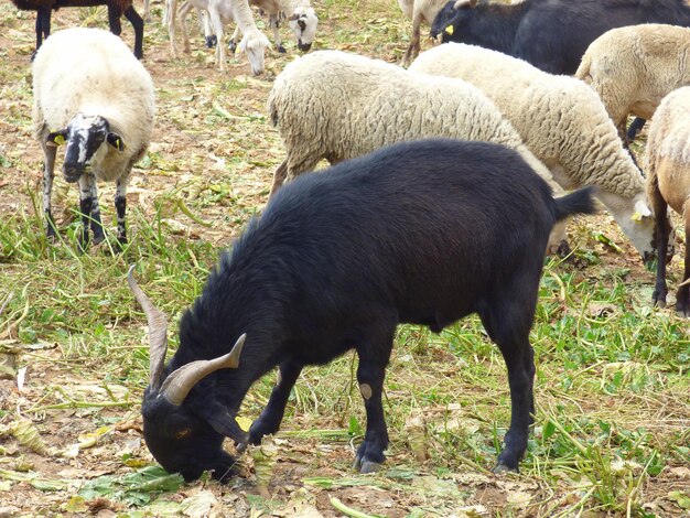 Sheep on field