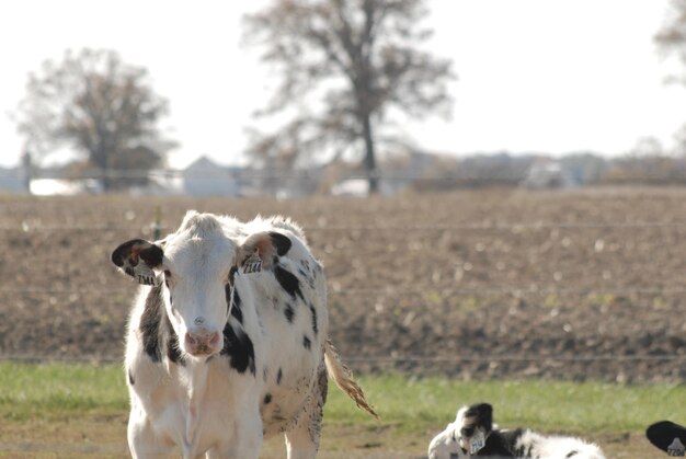 Foto pecore in un campo