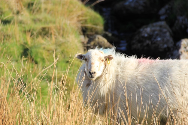 Sheep on field