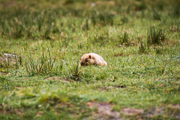 Photo sheep in a field