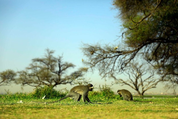 Photo sheep in a field