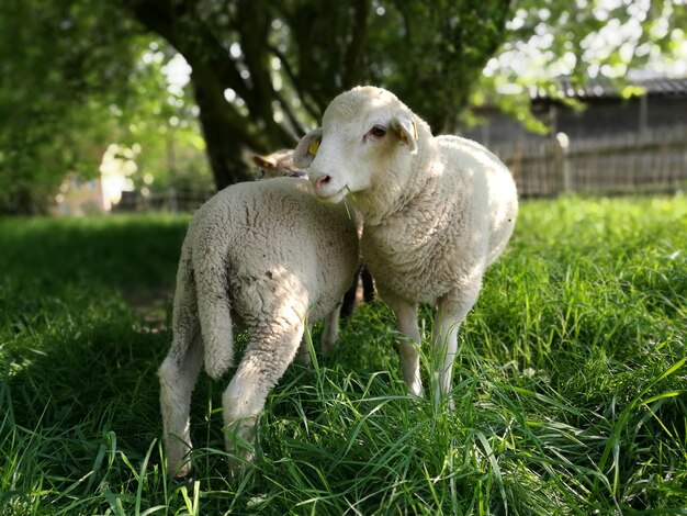 Sheep in a field