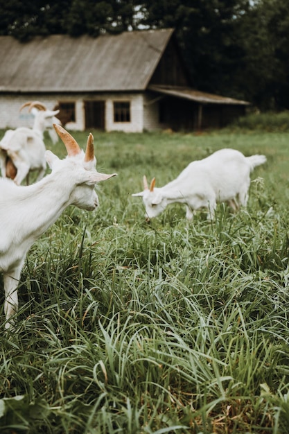 Foto pecore in un campo