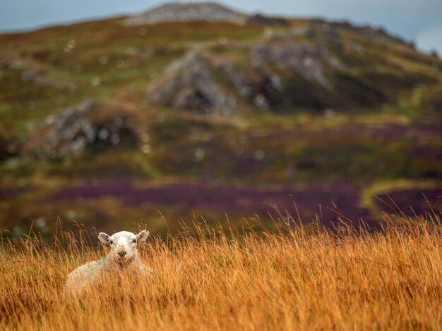 Photo sheep on field