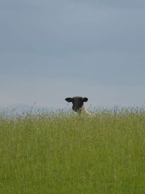 Photo sheep in a field