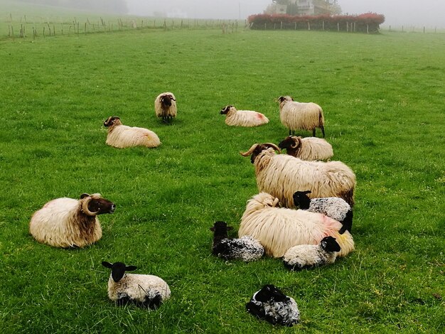 Sheep on field