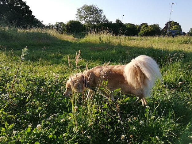 Foto pecore in un campo