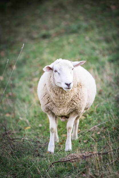 Photo sheep on field