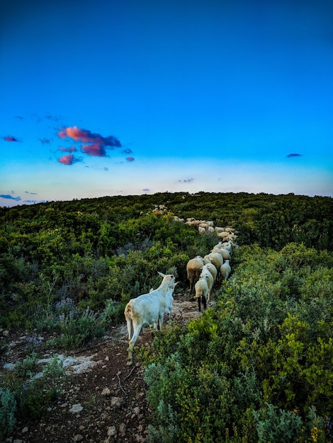 Sheep in a field