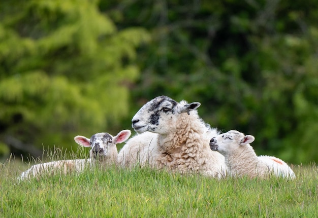 Photo sheep in a field