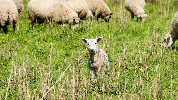 Foto pecore in un campo