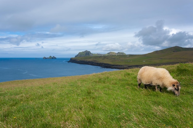 Photo sheep in a field