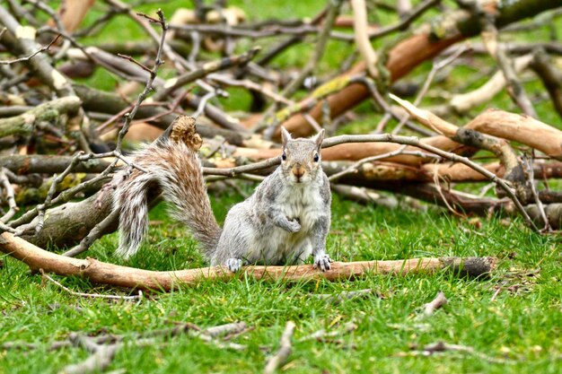 Foto pecore in un campo