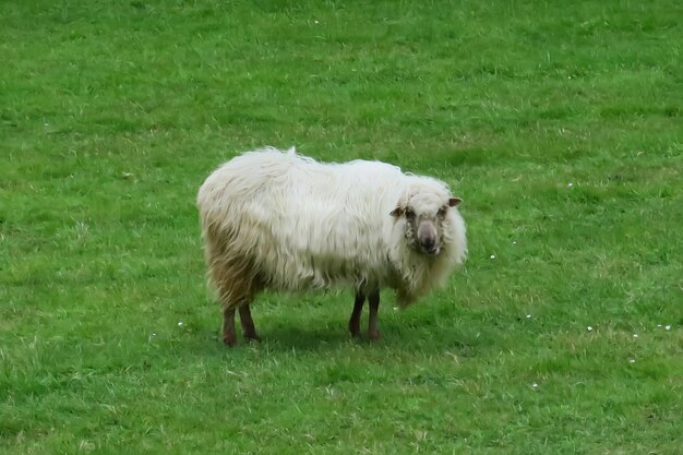 Sheep on field