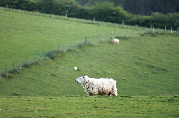 Sheep in a field