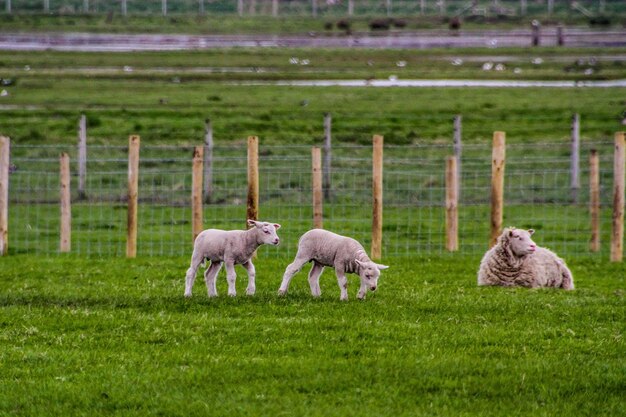 Foto pecore in un campo