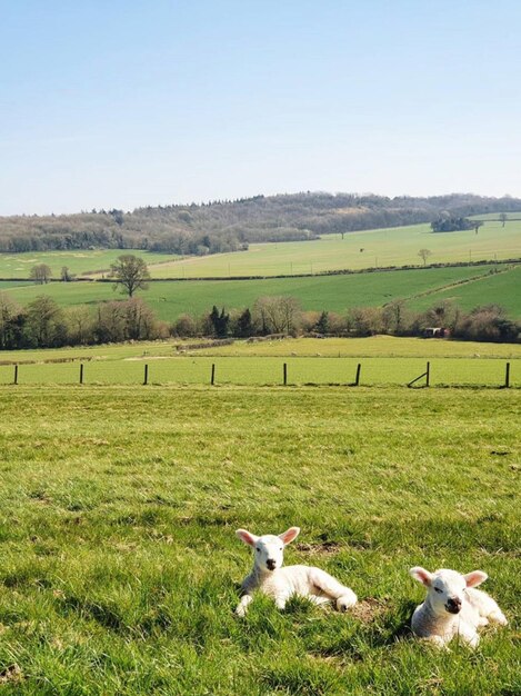 Photo sheep in a field