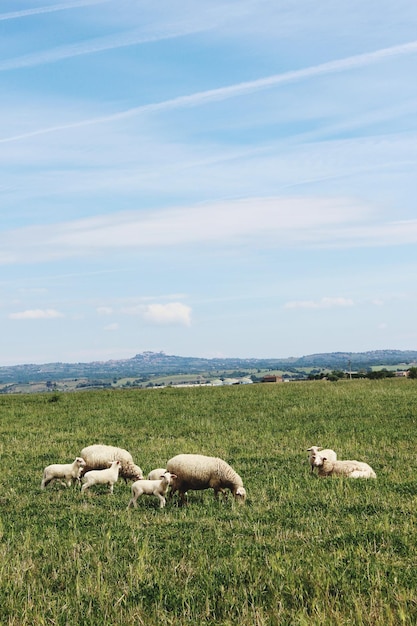 Foto pecore in un campo