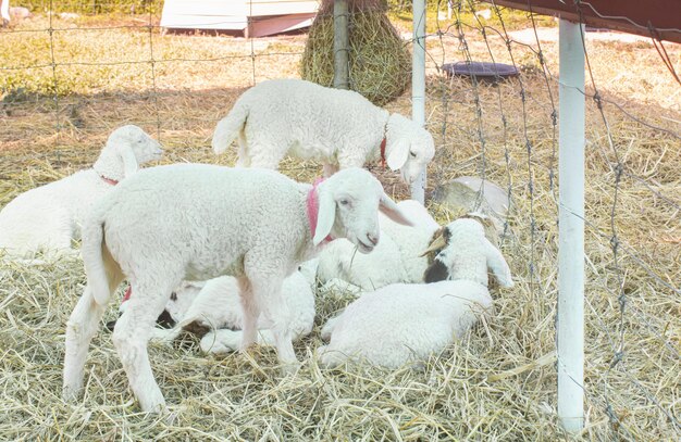 Photo sheep in a field