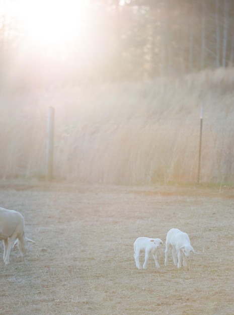 Photo sheep in field