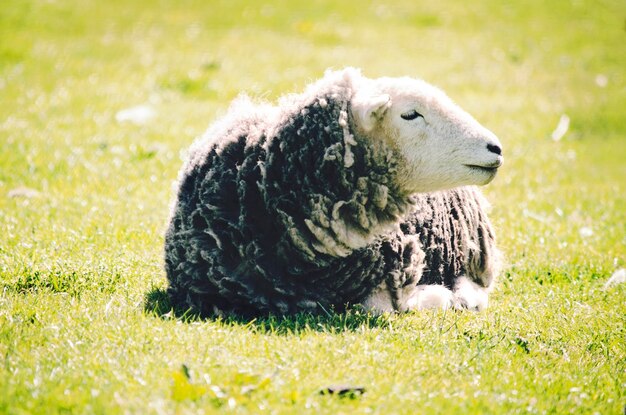 Photo sheep in a field