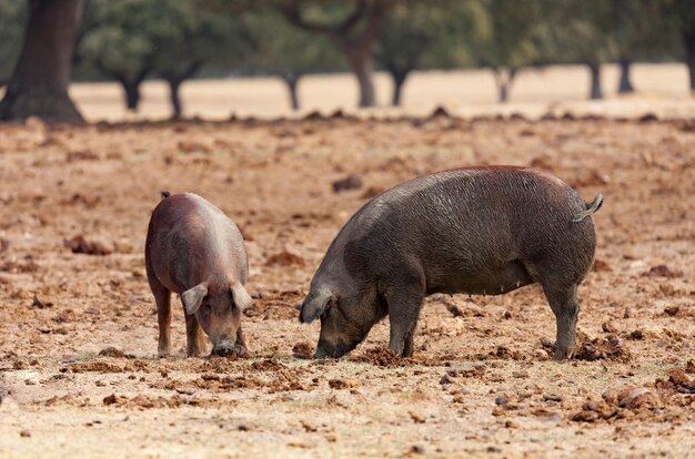 Foto pecore in un campo