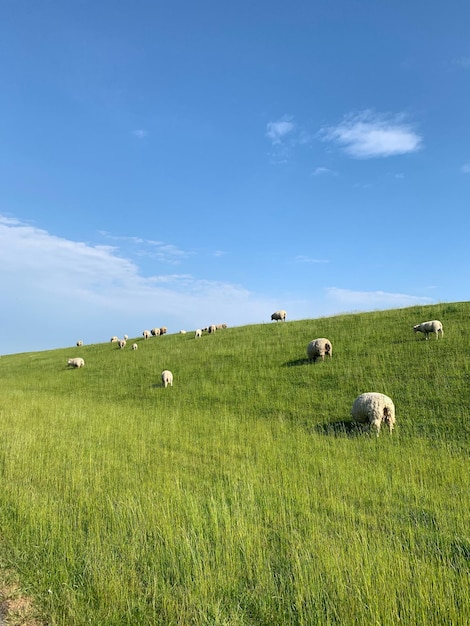 Foto pecore in un campo