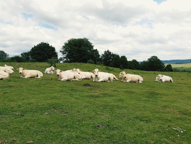 Foto pecore in un campo