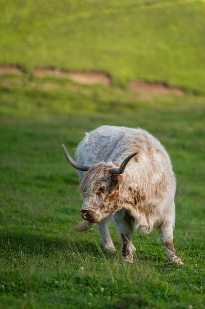 Photo sheep in a field