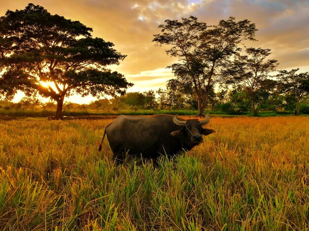 Foto pecore in un campo