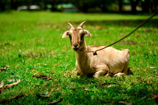 Photo sheep in a field