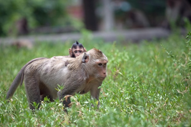 Foto pecore in un campo