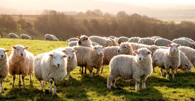 Photo sheep in a field