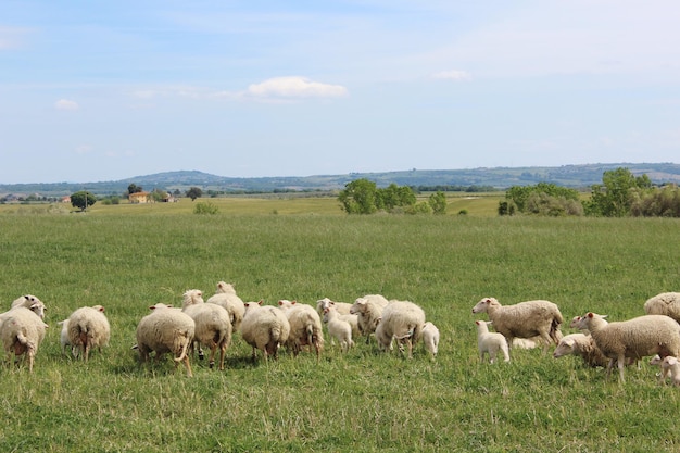 Photo sheep in a field