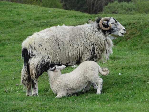 Foto pecore in un campo