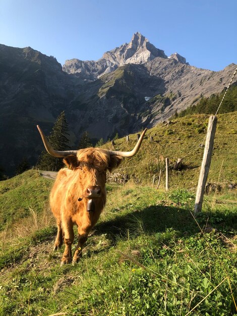 Foto pecore in un campo