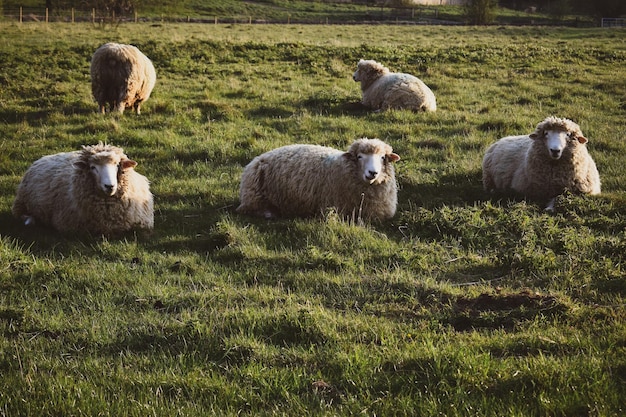 Foto pecore in un campo