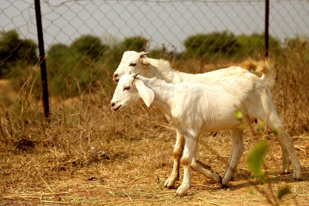 Sheep on field