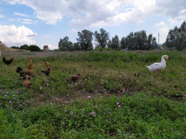 Sheep in a field